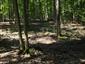 Eurosibírske dubové lesy na spraši a piesku (7.8.2013)