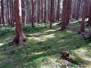 Pohľad na lokalitu