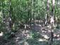 Eurosibírske dubové lesy na spraši a piesku (6.8.2013)