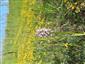 pohľad do porastu, Orchis tridentata a Hippocrepis comosa