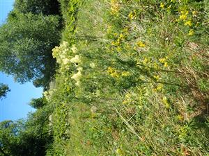 Pohľad do porastu - Thalictrum lucidum