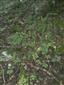 Lipovo-javorové sutinové lesy (12.8.2014)