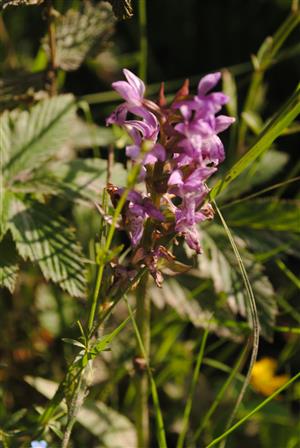 Dactyloriza majalis