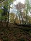 Lipovo-javorové sutinové lesy (26.10.2022)