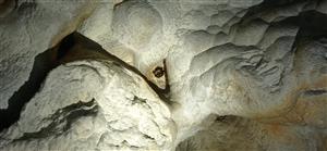 Myotis dasycneme_Psie diery