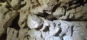 Myotis mystacinus/brandtii_Psie diery