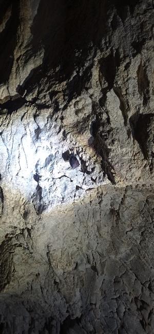 Rhinolophus hipposideros_Psie diery