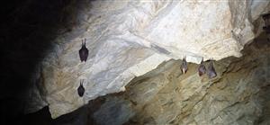 Hibernujúce podkováre malé - Rhinolophus hipposideros_Medvedia jaskyňa