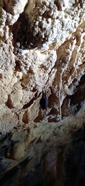 Rhinolophus ferrumequinum_Medvedia jaskyňa