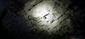 Myotis emarginatus_Medvedia jaskyňa