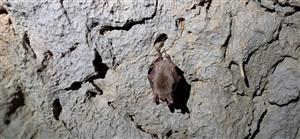 Myotis myotis_Medvedia jaskyňa