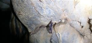 Myotis myotis_Medvedia jaskyňa