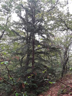 Taxus baccata