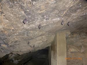 Skupina podkovarov malych