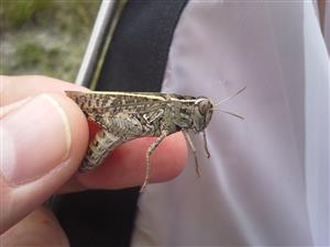 Calliptamus italicus