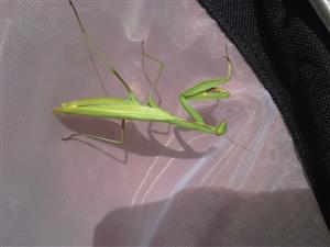 Mantis religiosa