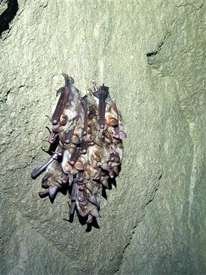 Agregácia netopierov obyčajných