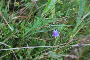 Campanula serrata