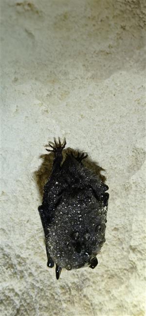Myotis mystacinus/brandtii_TML_M2_015
