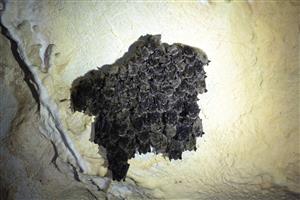 Agregácia Myotis mystacinus/brandtii_TML_M2_015