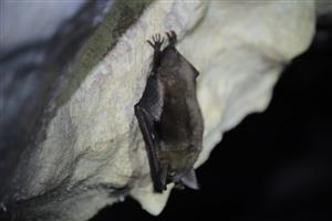 Myotis myotis_TML_M2_015