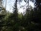 Brezové, borovicové a smrekové lesy na rašeliniskách (19.8.2022)