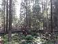 Brezové, borovicové a smrekové lesy na rašeliniskách (2.6.2022)