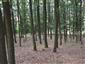 Karpatské a panónske dubovo-hrabové lesy (20.8.2013)