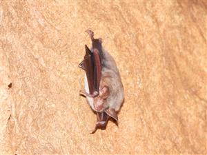 Myotis myotis