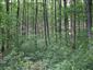 Karpatské a panónske dubovo-hrabové lesy (20.8.2013)
