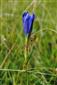 Gentiana  pneumonanthe