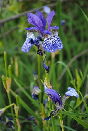 Iris sibirica