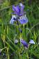 Iris sibirica