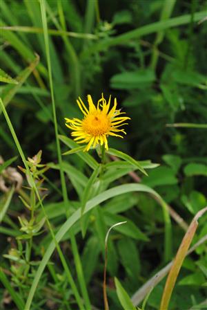 Inula salicina