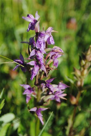Dactylorhiza majalis