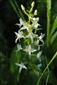 Platanthera bifolia