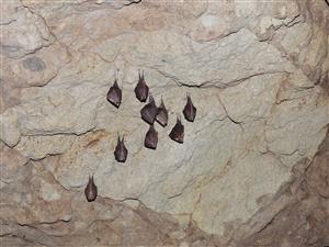 Rhinolophus hipposideros