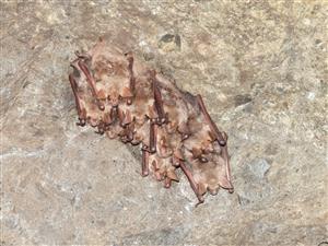 Myotis myotis