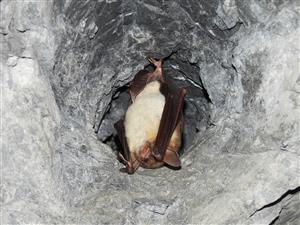 Myotis myotis