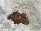 Pipistrellus pipistrellus