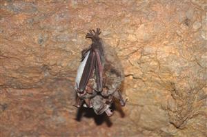 Myotis myotis