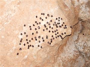 Rhinolophus hipposideros