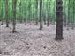 Eurosibírske dubové lesy na spraši a piesku (13.8.2013)