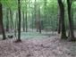 Eurosibírske dubové lesy na spraši a piesku (13.8.2013)
