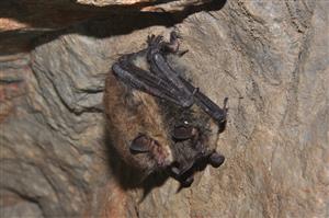 Myotis mystacinus a Myotis brandtii