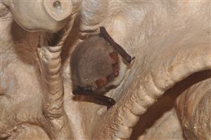 Myotis nattereri
