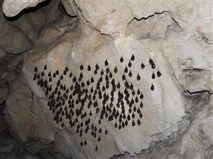 kolónia Rhinolophus hipposideros