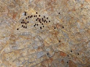 kolónia Rhinolophus hipposideros