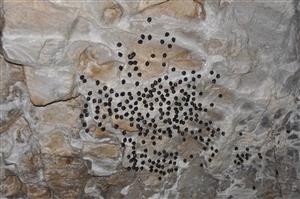 kolónia Rhinolophus hipposideros