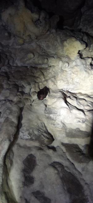 Rhinolophus hipposideros na strope jaskyne